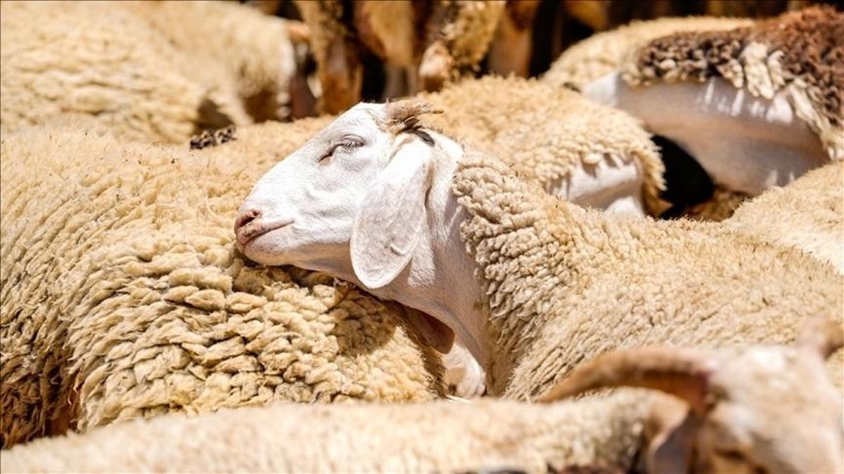 Küçükbaş hayvancılığa büyük destek! Başvurular nisanda başlıyor