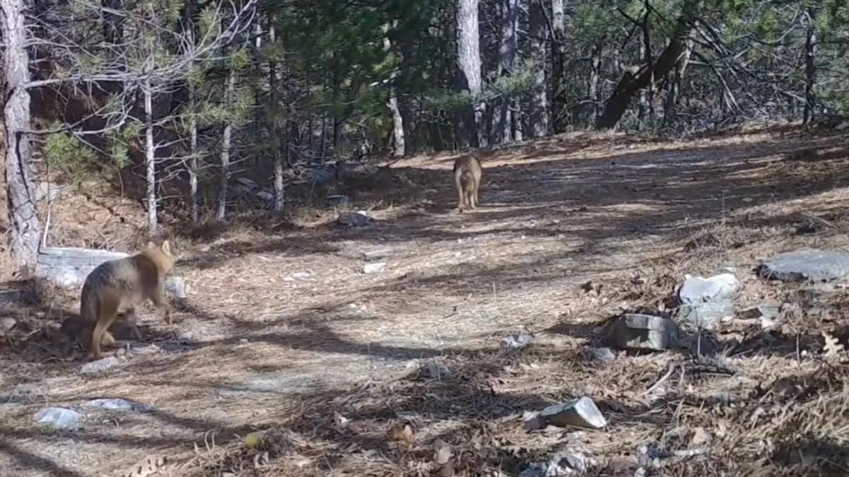Ormanda dolaşan çakallar fotokapanla görüntülendi