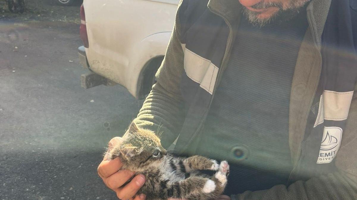 Van'da çatıda mahsur kalan yavru kedi kurtarıldı