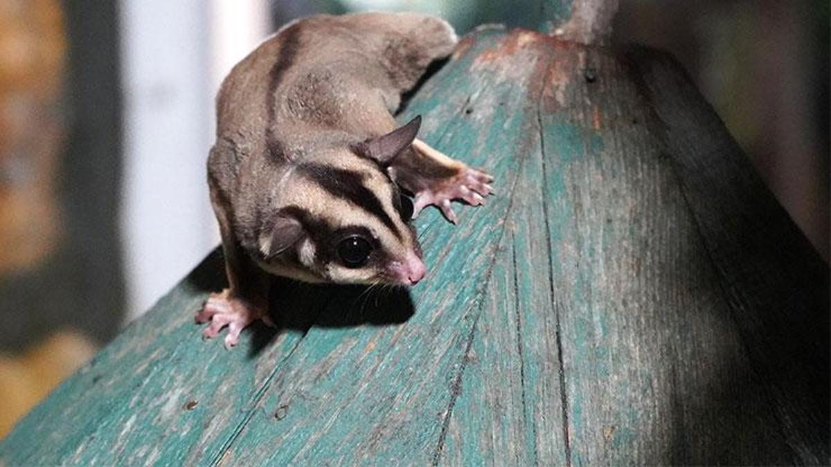 Kaçak bakılan 33 'uçan sincap' rehabilitasyona alındı