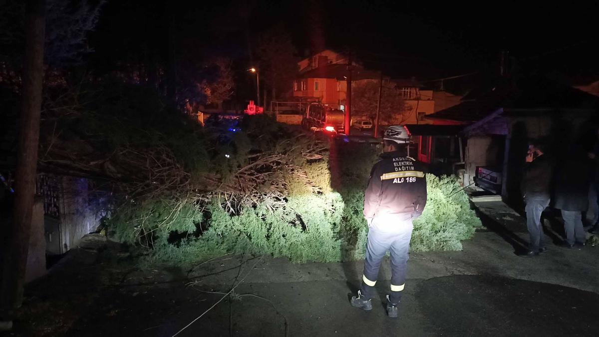 Rüzgar ağacı devirdi, elektrik telleri koptu
