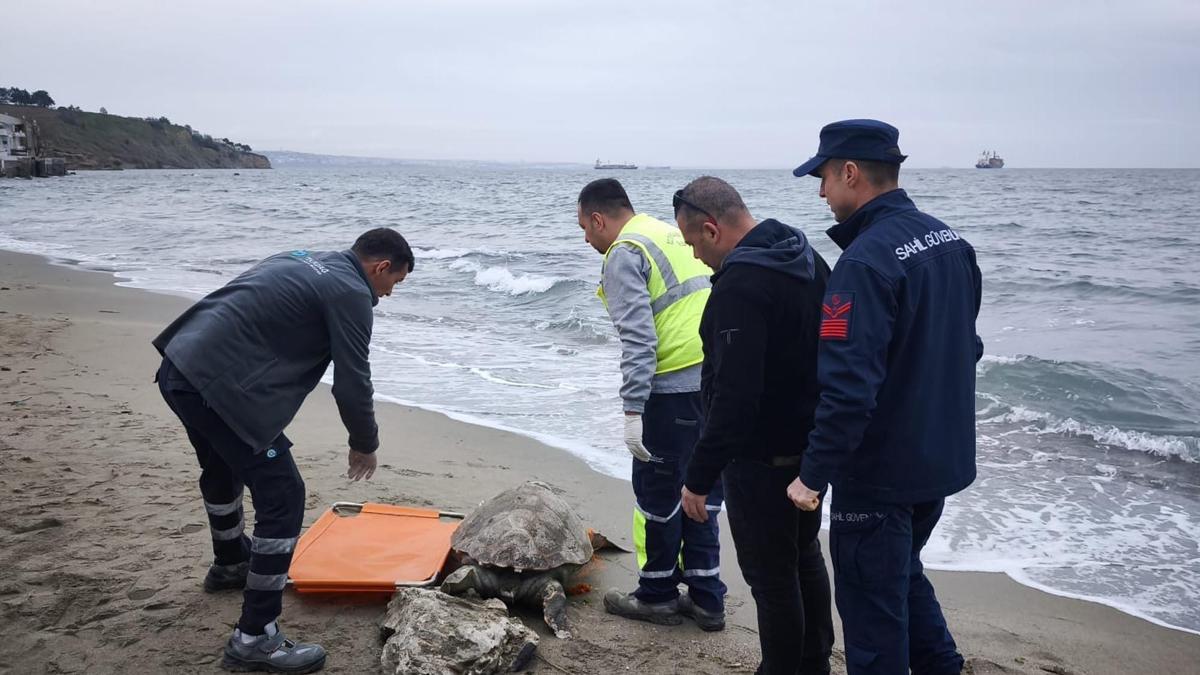 Tekirdağ'da ölü caretta caretta kıyıya vurdu