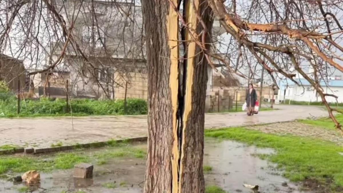 Mardinde yıldırımın isabet ettiği ağaç ikiye bölündü