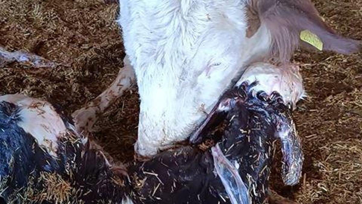 Kayseride yeni doğan buzağı ile annenin kavuşması kamerada