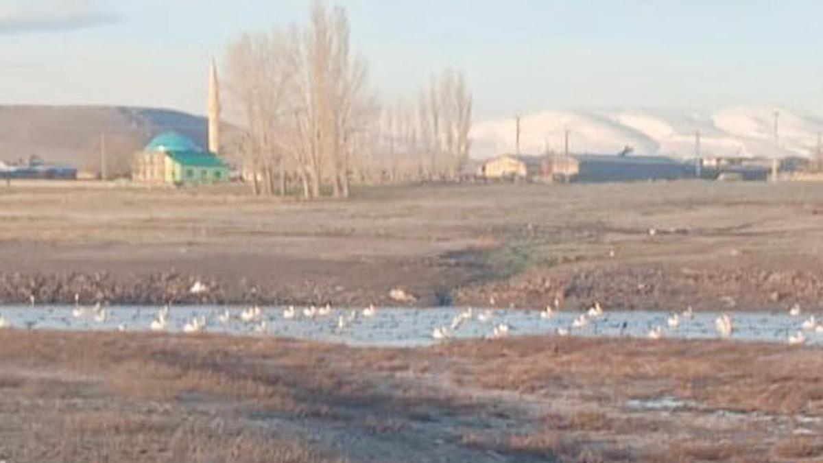 Sınır köyü Küçük Aküzüm, göçmen kuşları misafir ediyor