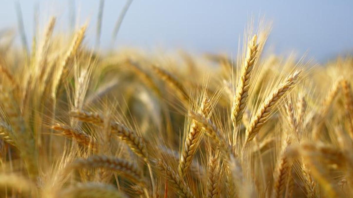 Küresel gıda fiyatları yükselişte: FAO endeksi son 6 ayın zirvesinde