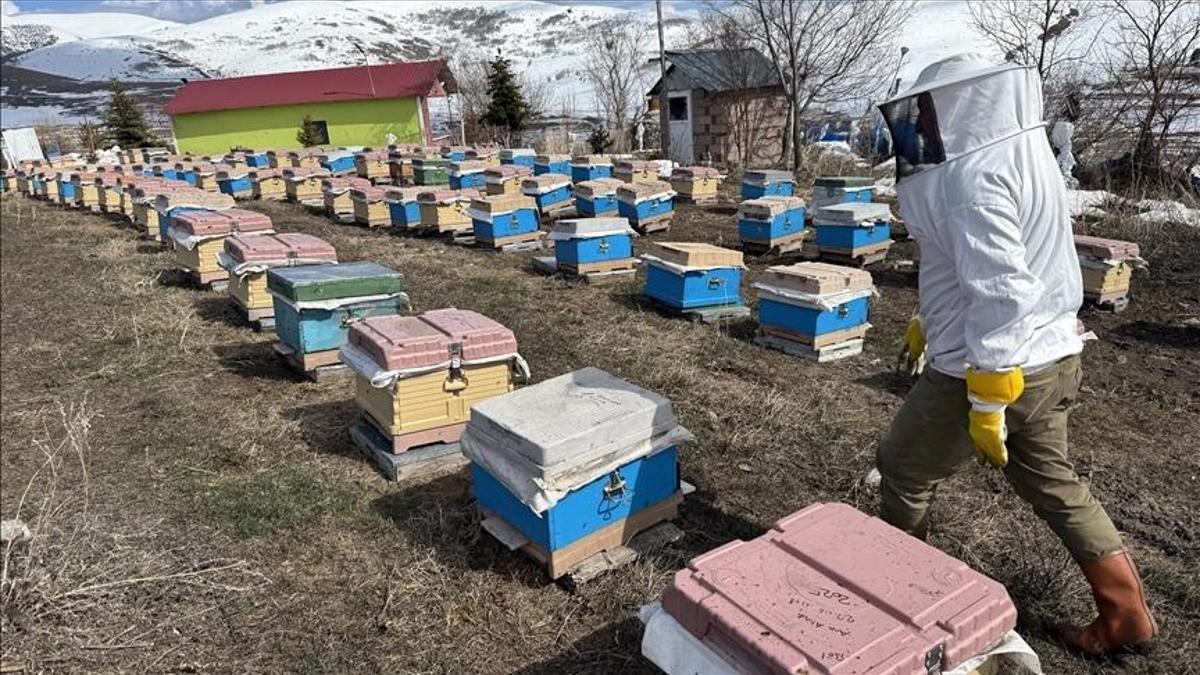 Ardahanda arıcılık sezonu başladı: Kafkas arıları kayıpsız bahara çıktı