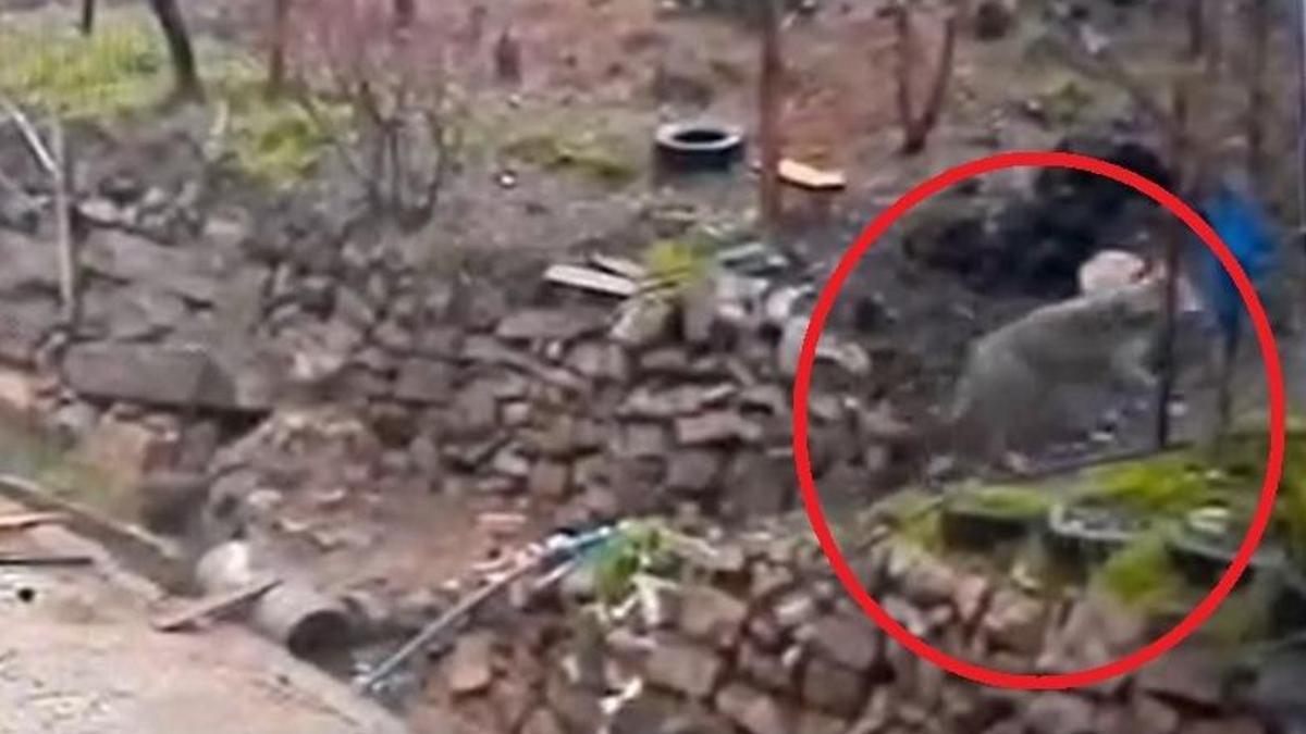 Aç kalan kurt, yerleşim yerinde yemek aradı! O anlar kamerada...