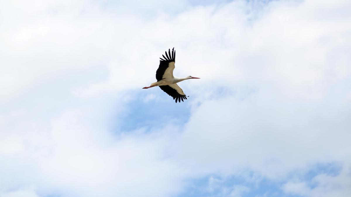 Leyleklerin yuva kararsızlığı