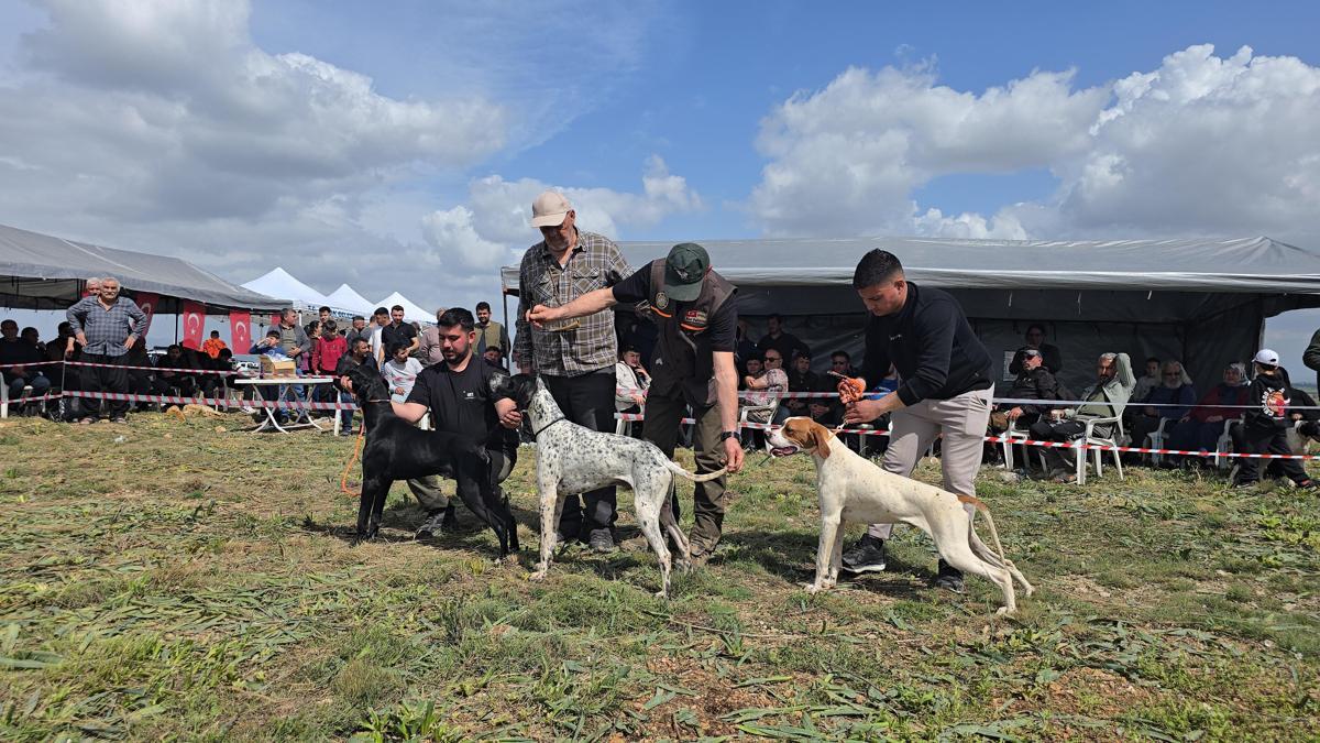 Kozanda Avcı, Köpeği ve Irk Standartları Yarışması