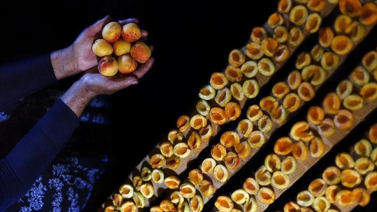 Malatya kayısısı ihracatından 66 milyon dolar gelir