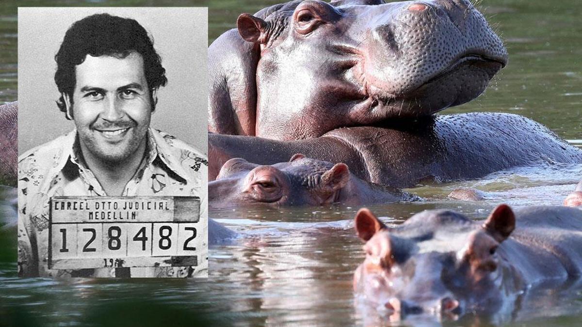 Kolombiya 'kontrol edilemiyor' dedi: Pablo Escobar getirmişti, çoğu öldürülecek...