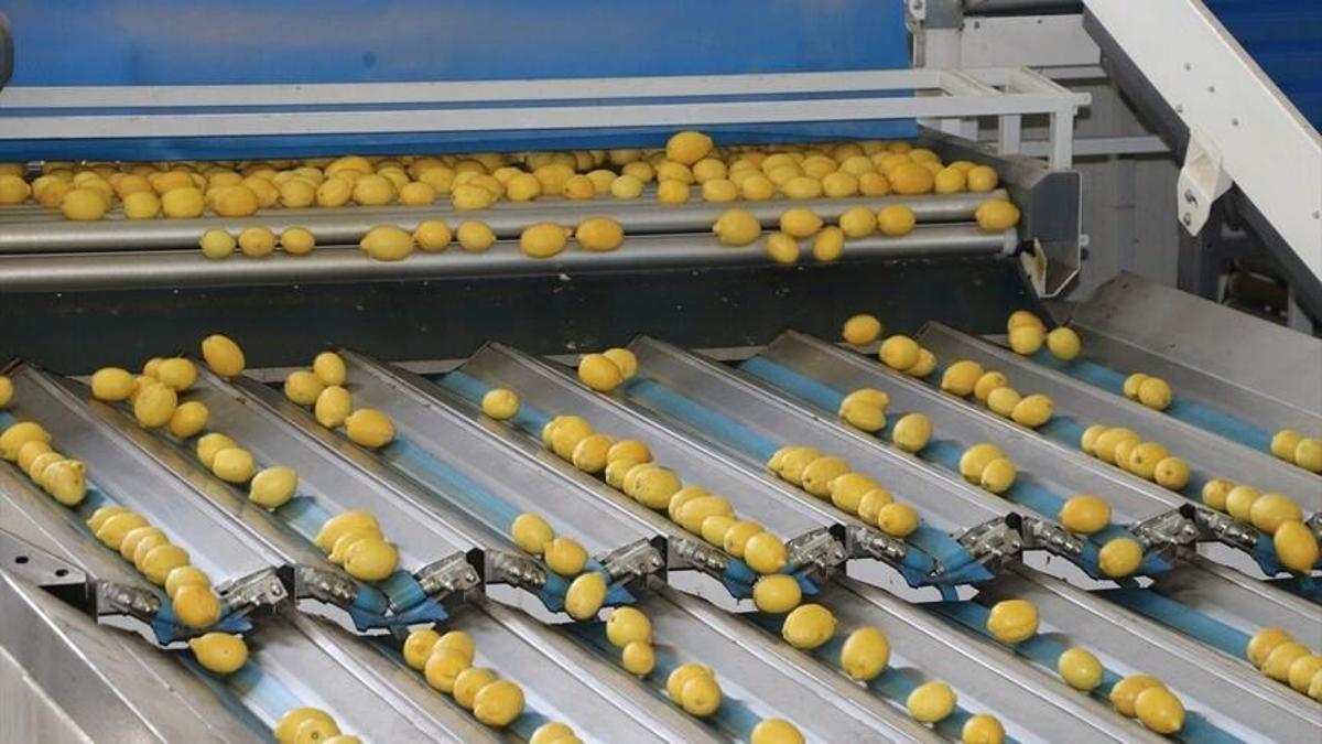 Türkiye’nin yaş meyve ve sebze ihracatı 1,3 milyar doları aştı