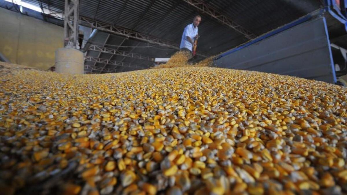 Mısır ithalatına 3 milyon tonluk kota: Fiyatları dengelemek için yeni adım
