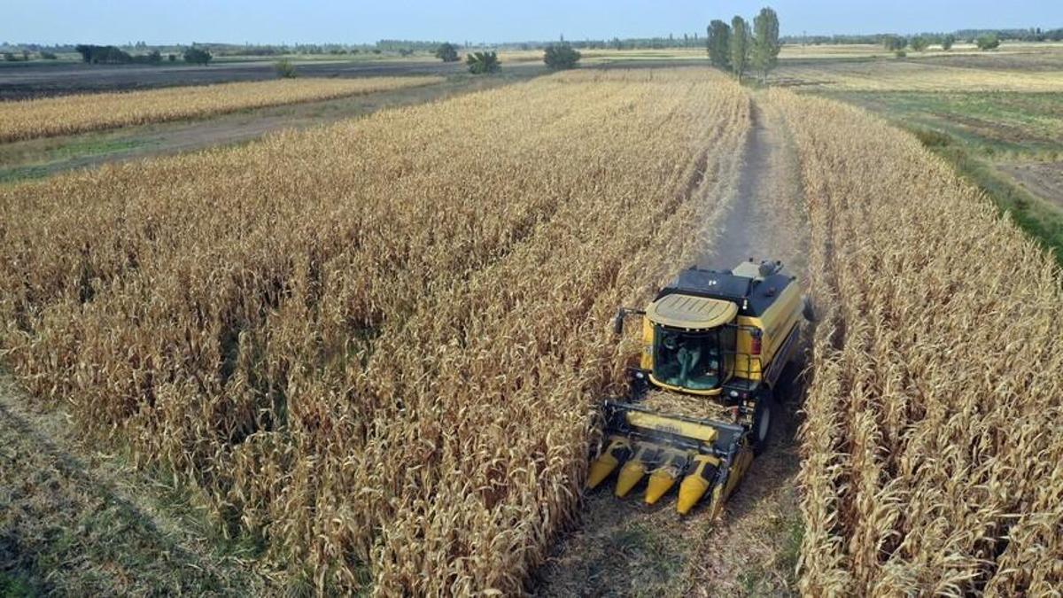 Hububatta rekor beklentisi: Yağışlar 38 yılın zirvesinde