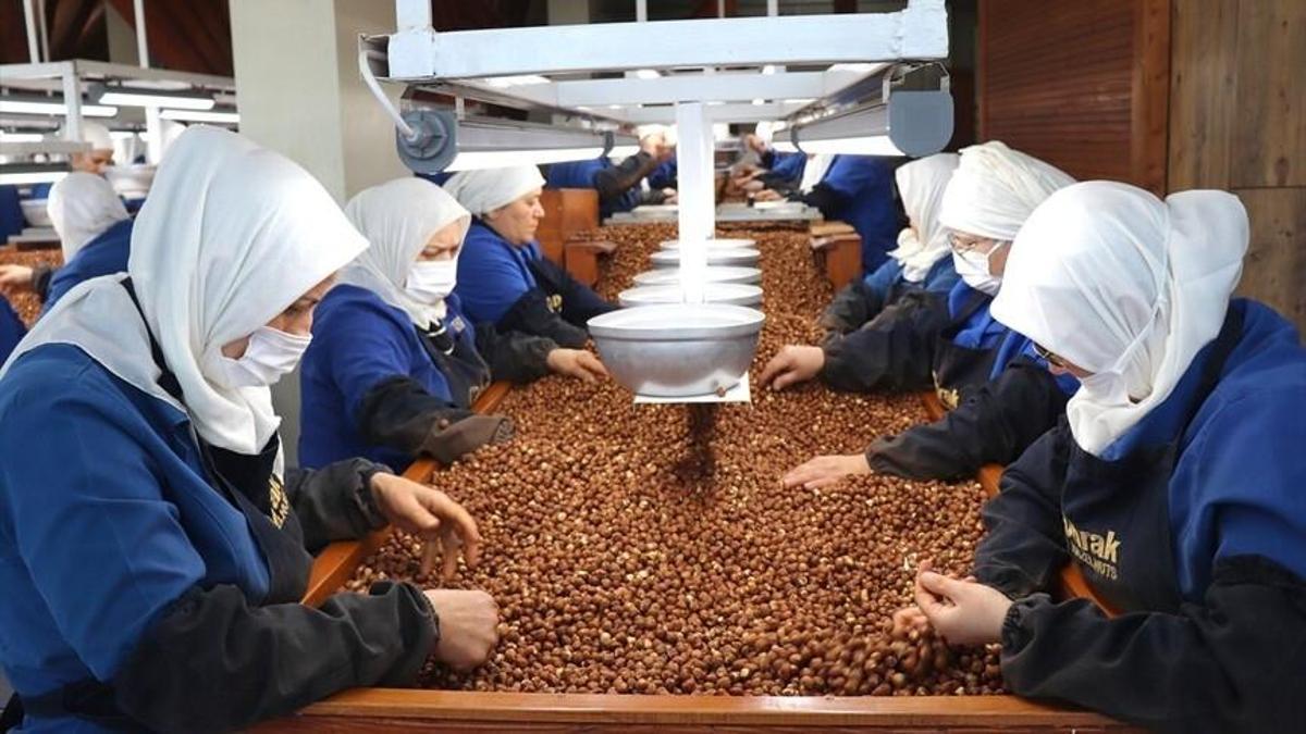 Fındıkta kadın gücü: Giresun ve Ordu ihracatta zirveye çıktı