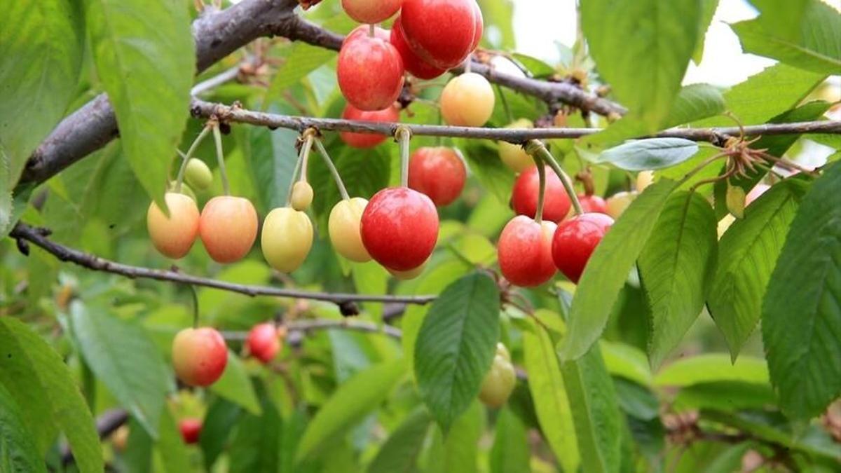 Manisa'da 2026 yılının ilk kiraz hasadı yapıldı