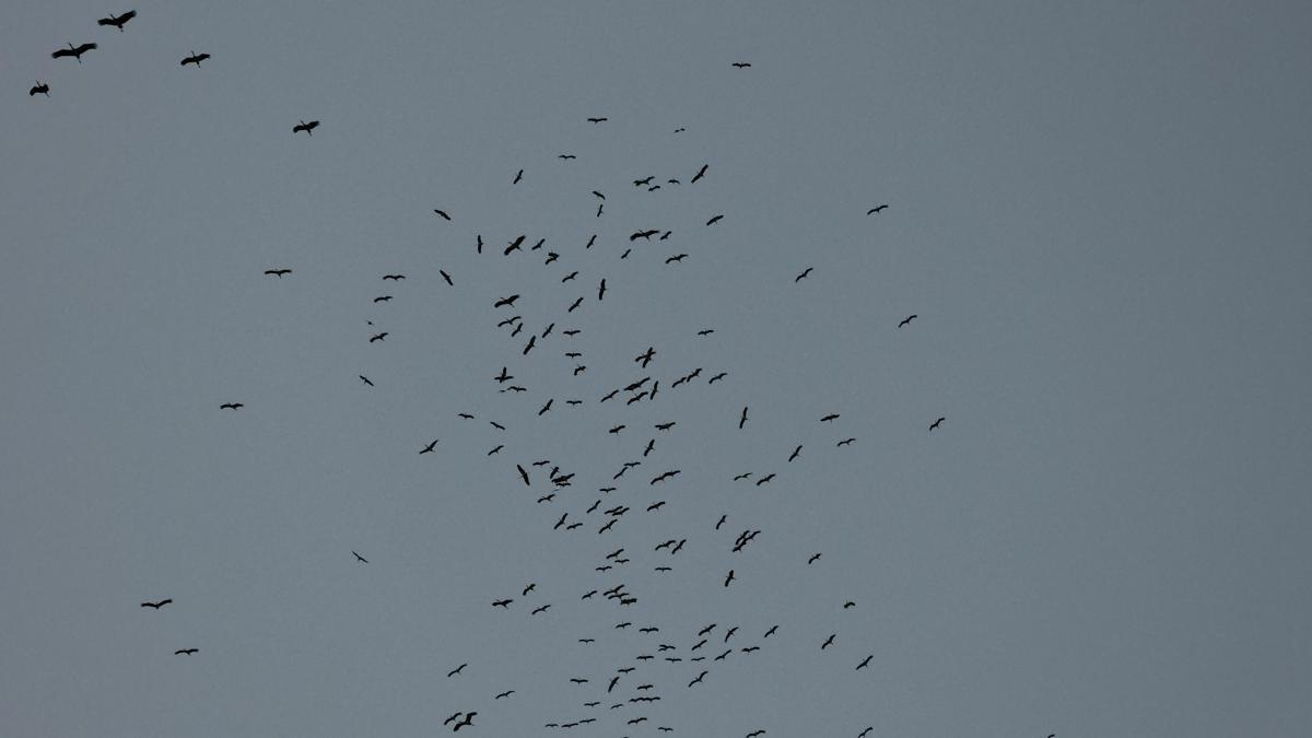 Hatayda leylek göçü devam ediyor