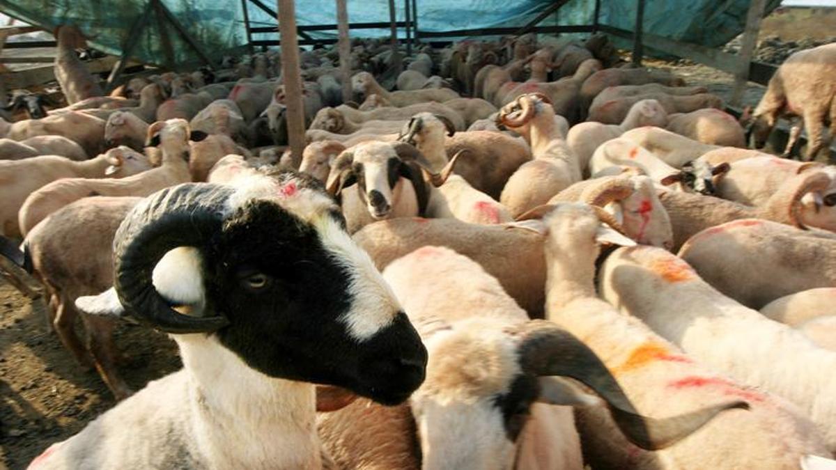 VEKALET YOLUYLA KURBAN KESİM BEDELİ 2026: Diyanet yurt içi ve yurt dışı kurban kesim bedeli ne kadar? Vekalet kurban kaç TL oldu?