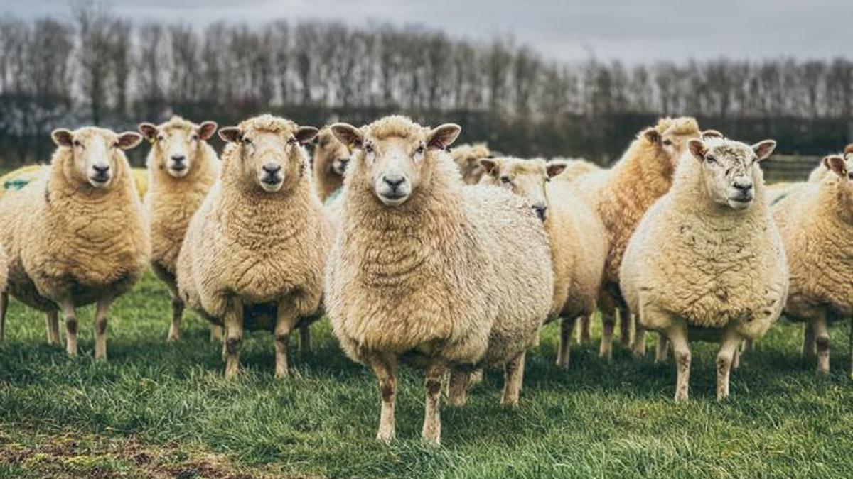 TİGEM 600 küçükbaş hayvan satışı için ihaleye çıkıyor