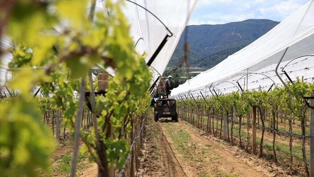 Manisa’da üzüm üreticileri dolu tülü ile ürünlerini koruyor