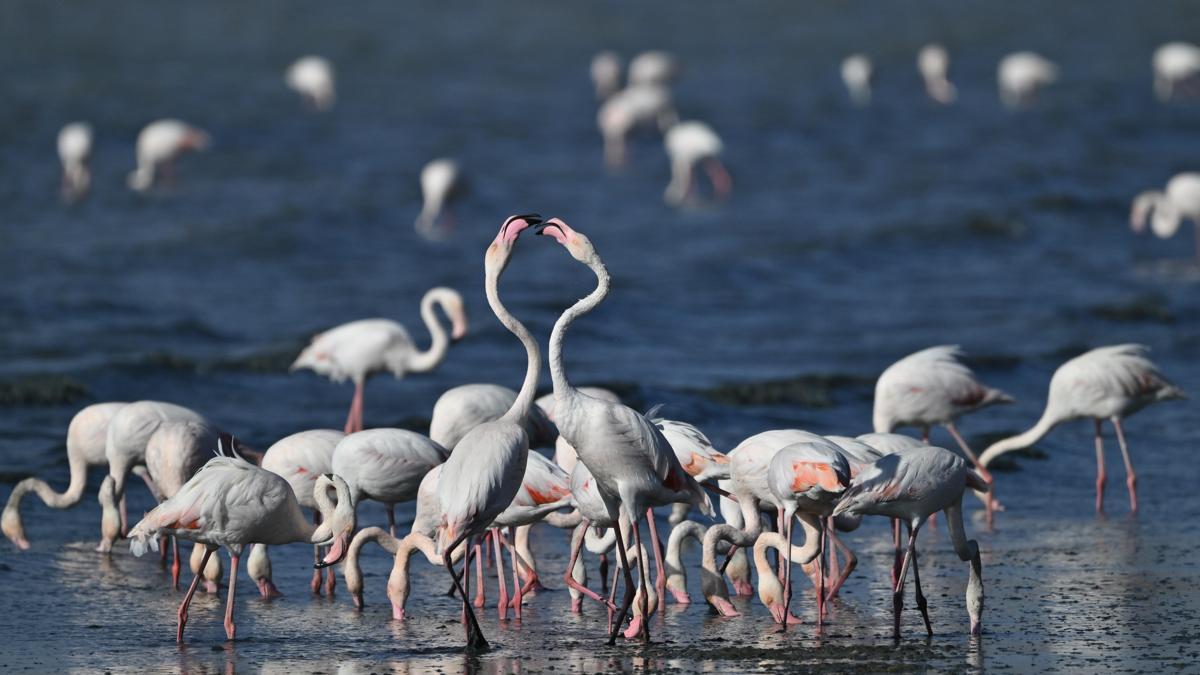 Van'da jandarma, flamingolar için 7/24 denetimde
