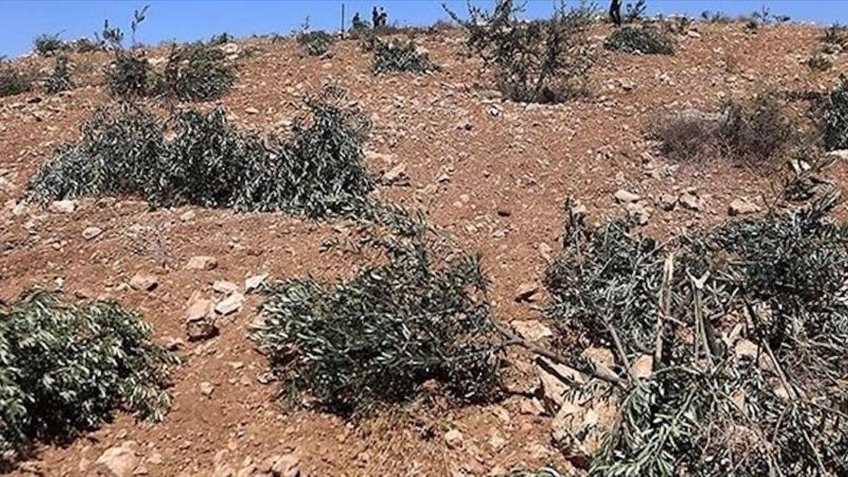 Ramallah'ta zeytinliklere saldırı: Buldozerle gelip, 200 ağacı söktüler!
