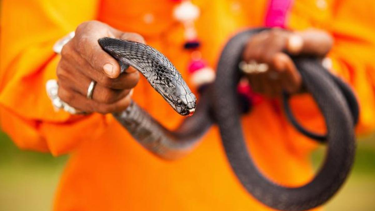 Mısır'da oteldeki 'yılan' gösterisi facia ile bitti: Alman turist hayatını kaybetti!