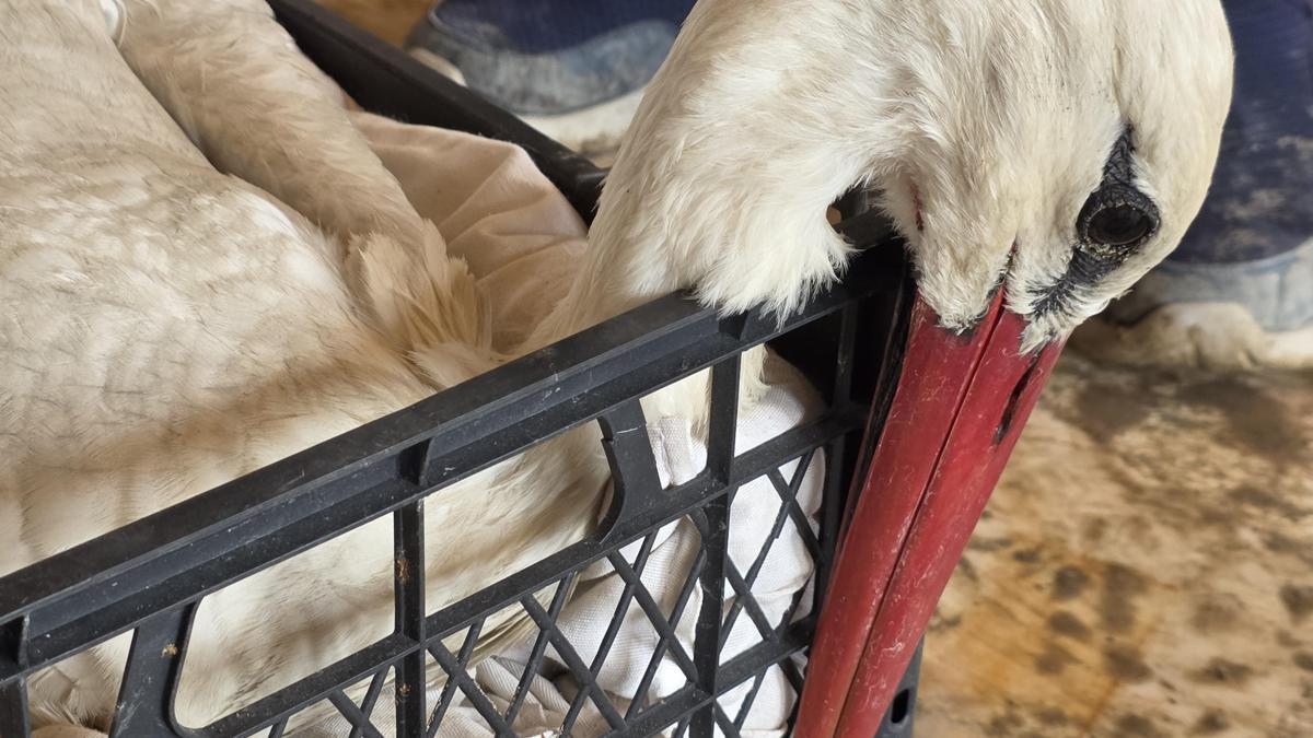 Hatay'da 2 ayda göç yolundaki 53 leylek vuruldu