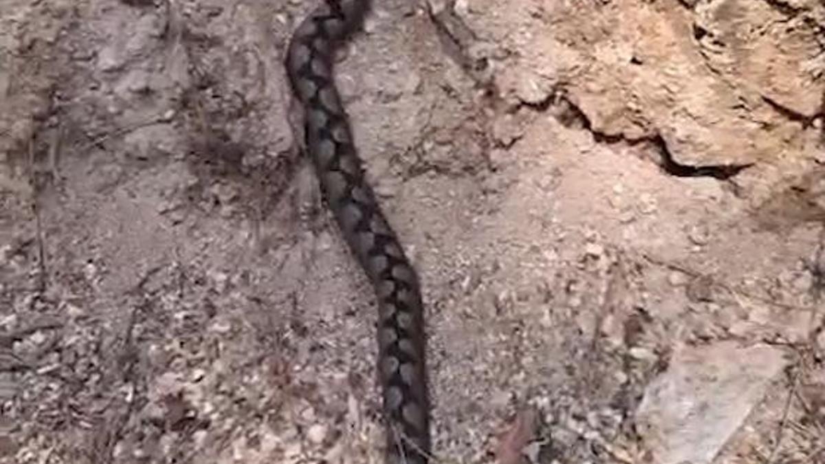 Nesli tükenme tehlikesindeki Kafkas burunlu engerek görüntülendi