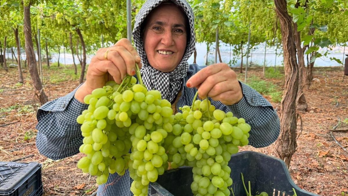 Mersin'de ilk hasadı yapılan üzüm, kilosu 600 TLye ihraç edildi