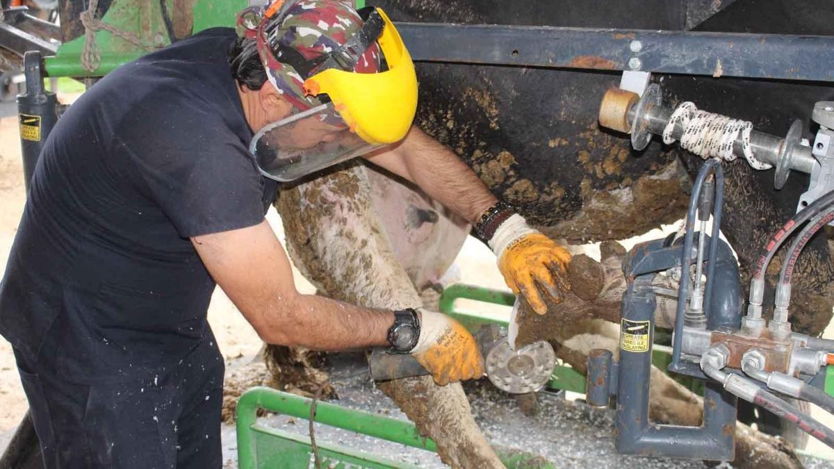 Korkutelinde büyükbaş hayvanlara yönelik ücretsiz tırnak bakımı