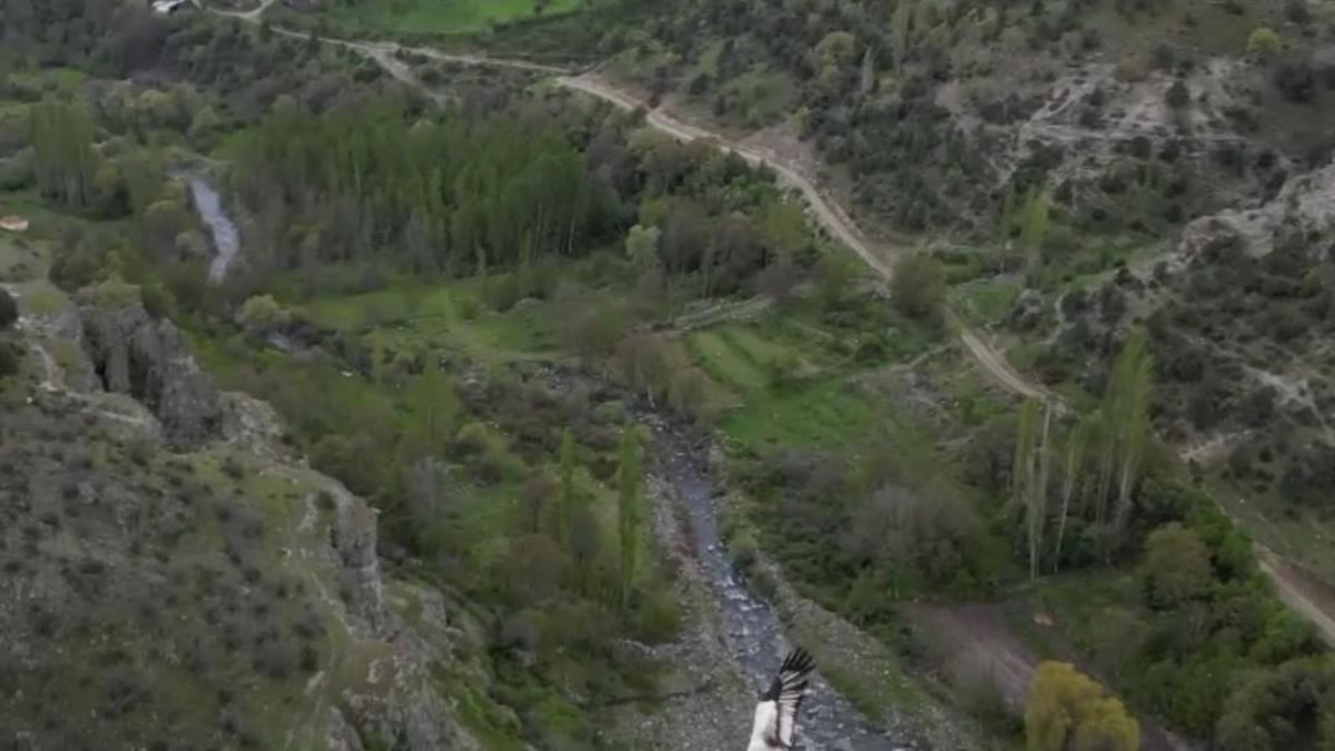 Mısır akbabası yuvasında görüntülendi
