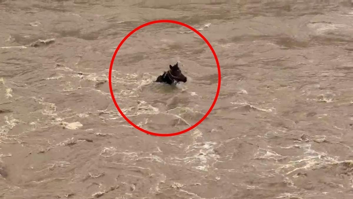 Bingöl'de akıntıya kapılan at, ölümün kıyısından döndü