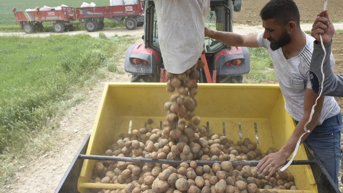 Niğde'de patates ekim sezonu başladı