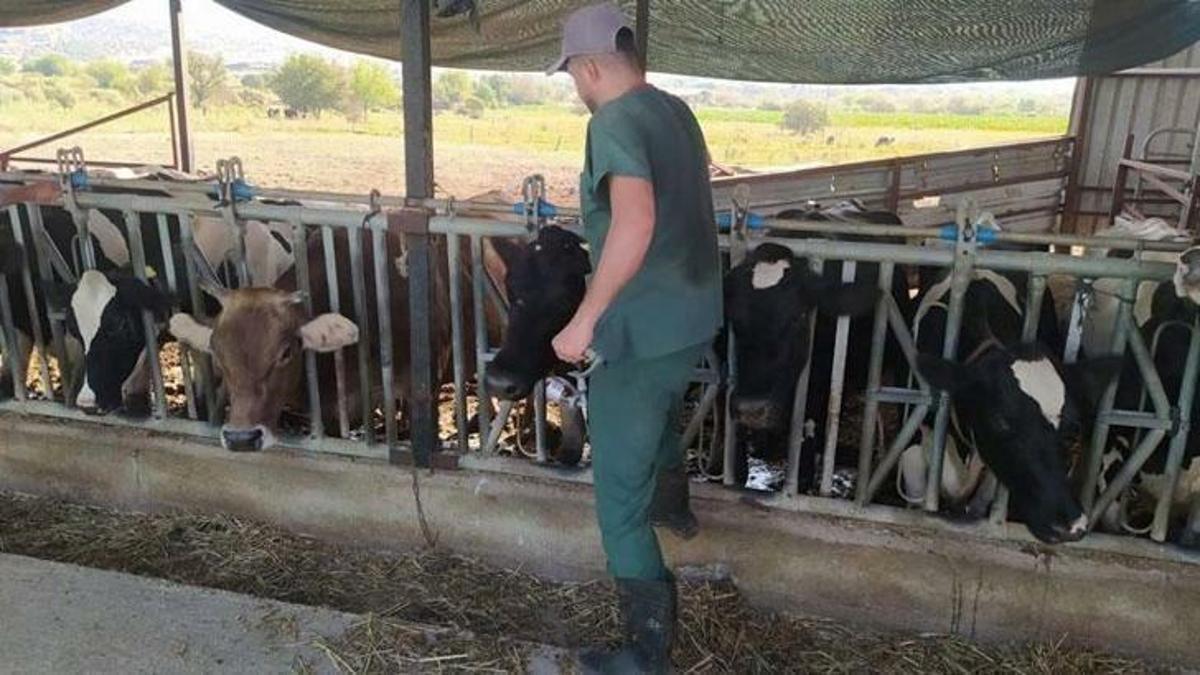 Aydında şap hastalığı: 17 mahallede karantina tedbirleri alındı