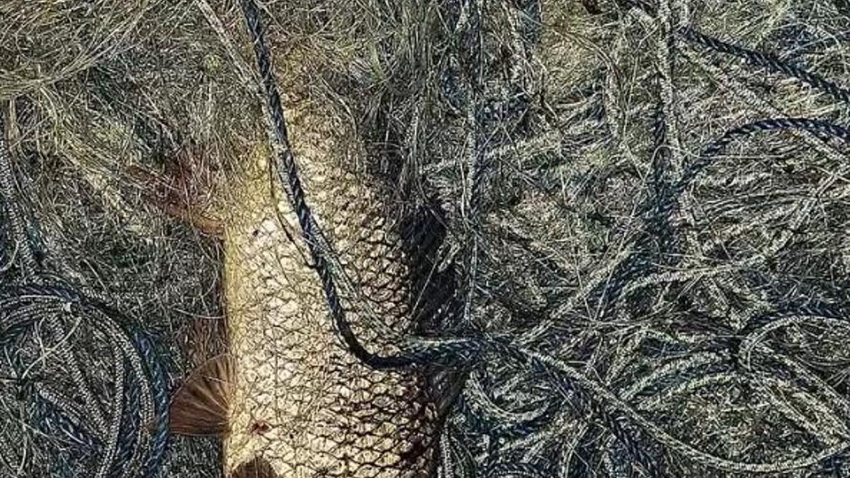 Sakarya'da gölde 250 metre kaçak ağ ele geçirildi