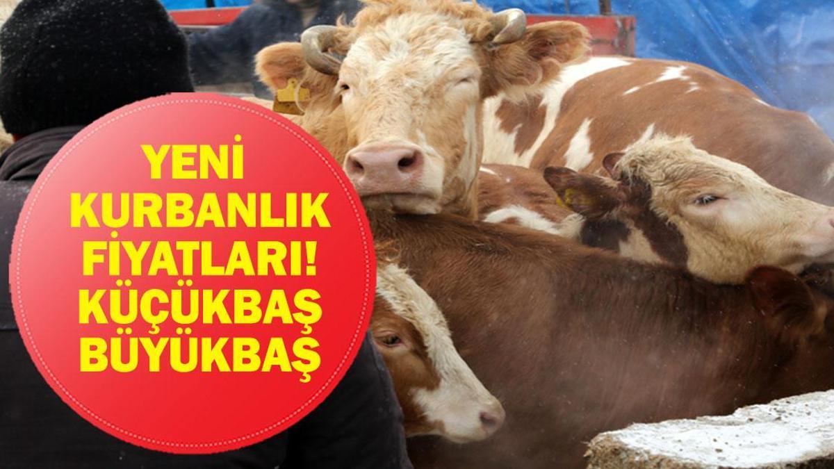 YENİ KURBANLIK FİYATLARI 2026: Büyükbaş Küçükbaş Kurbanlık ve Hisse Fiyatları Ne? Bu Yıl Kurbanlıklar Ne Kadar?