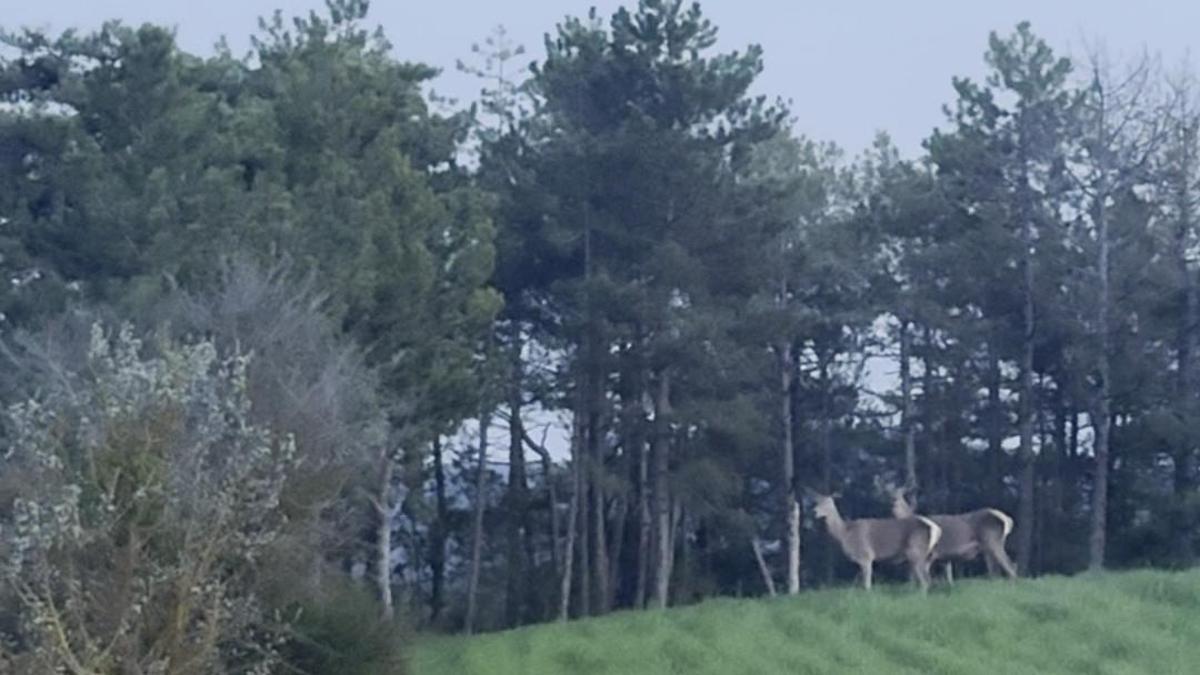 Bolu'da karacalar görüntülendi