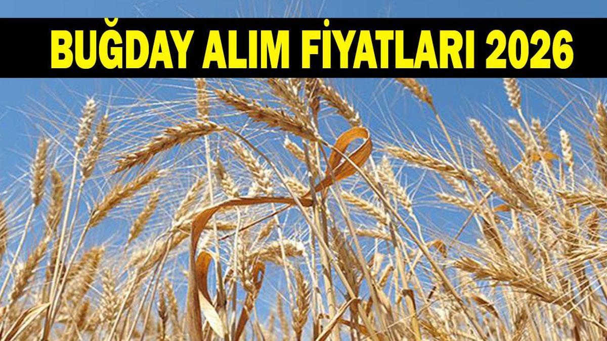 BUĞDAY FİYATLARI 2026: Buğday fiyatları açıklandı mı? TMO Hububat, arpa ve buğday alım fiyatı ne kadar olacak?