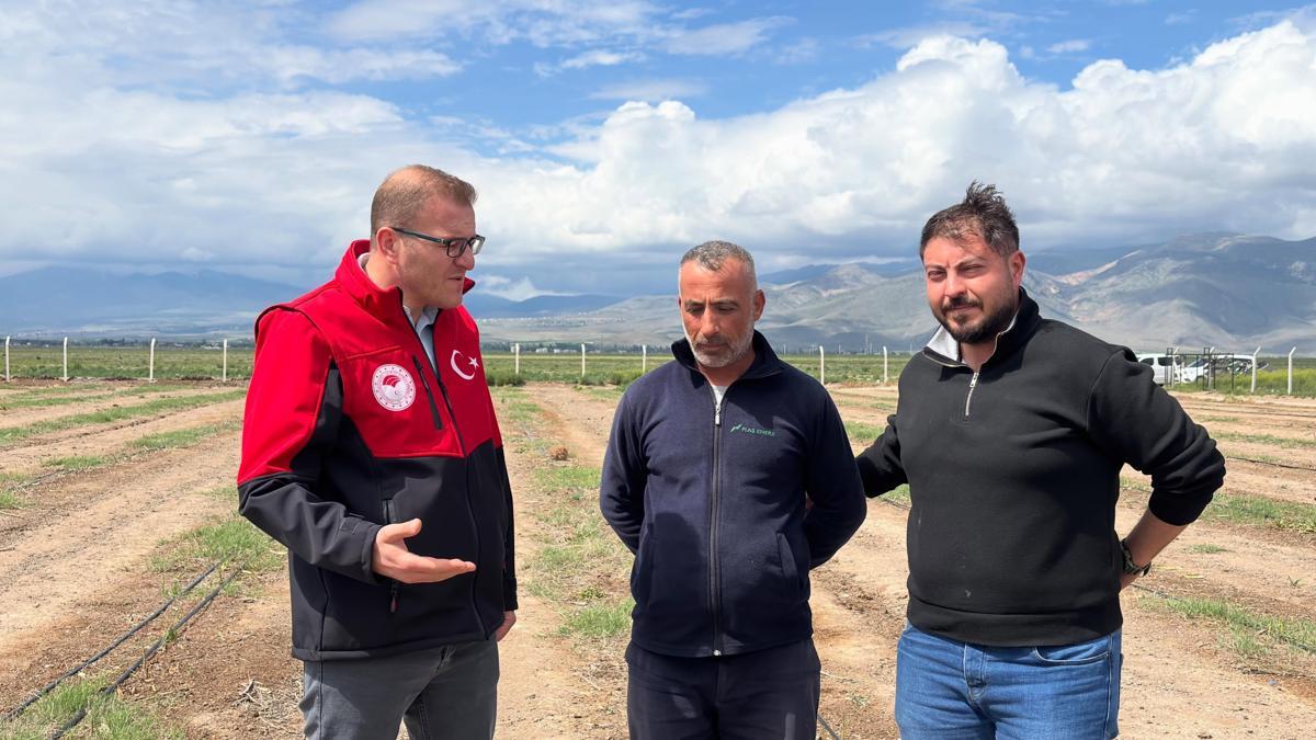 Borda kuşkonmaz hasadı başladı