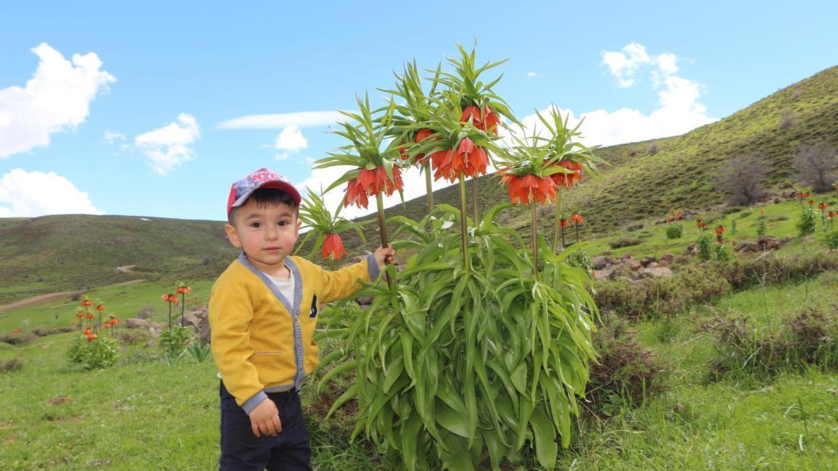 Karlıovada ters laleler çiçek açtı; ziyaretçiler bölgeye akın etti