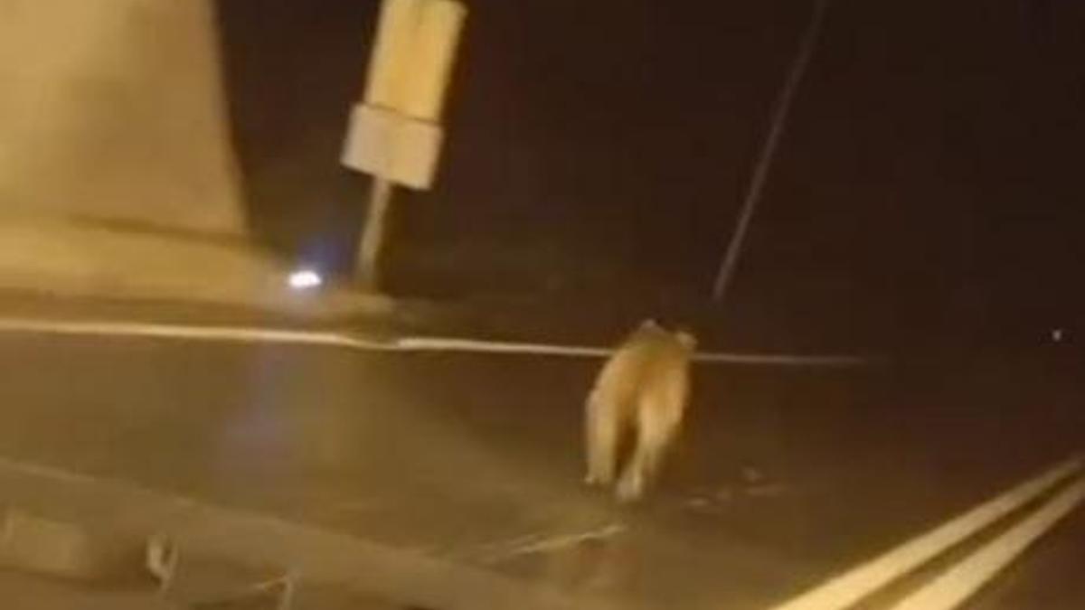 Tünele giren bozayı kamerada