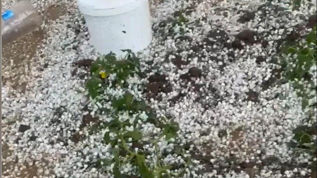 Nusaybinde dolu yağışı tarım alanlarına zarar verdi