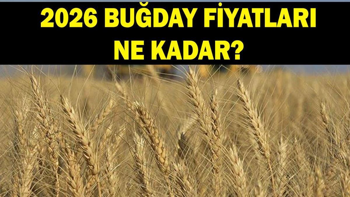 BUĞDAY FİYATLARI 2026 GÜNCEL: 2026 buğday fiyatları ne kadar? Arpa ve buğday fiyatları açıklandı mı?