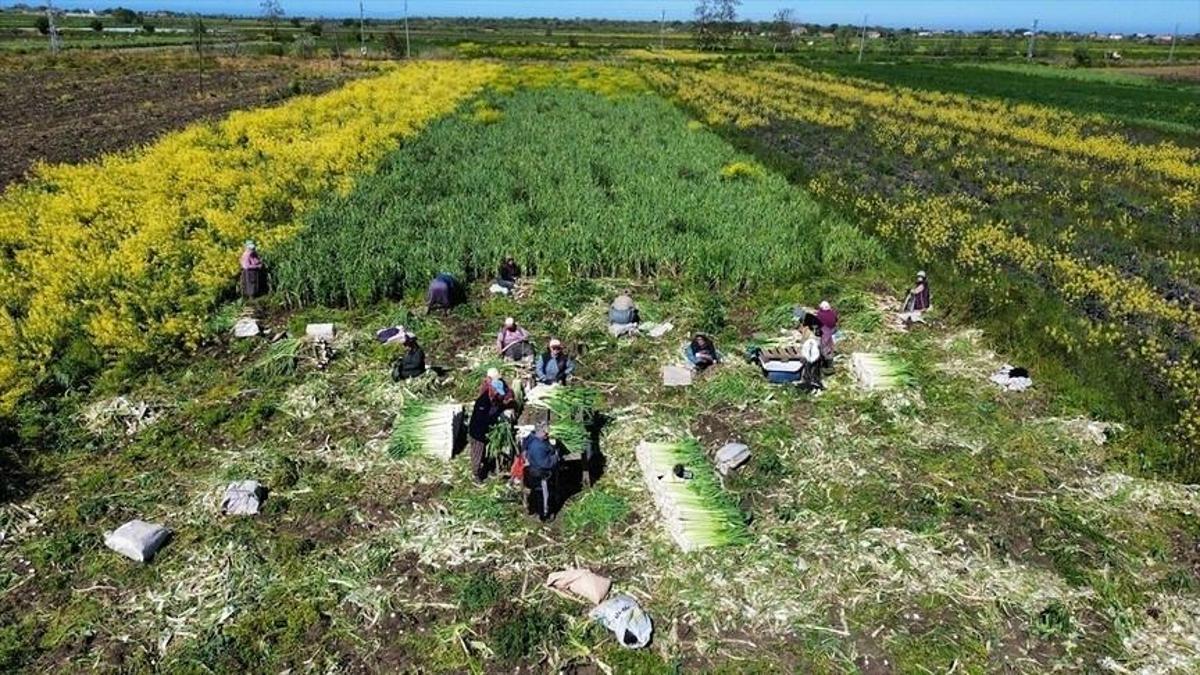 Bafrada pırasa hasadı bitiyor! 28 bin tonluk rekolte bekleniyor