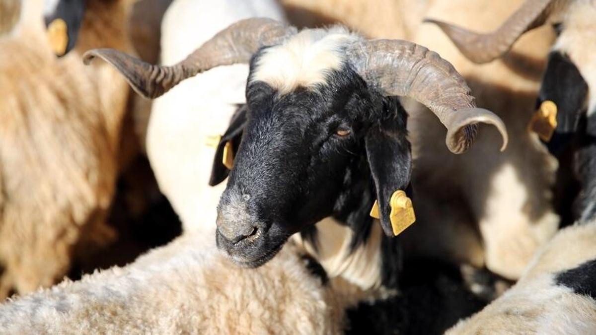 Kurban Bayramı ekonomisine 192 milyar liralık katkı bekleniyor