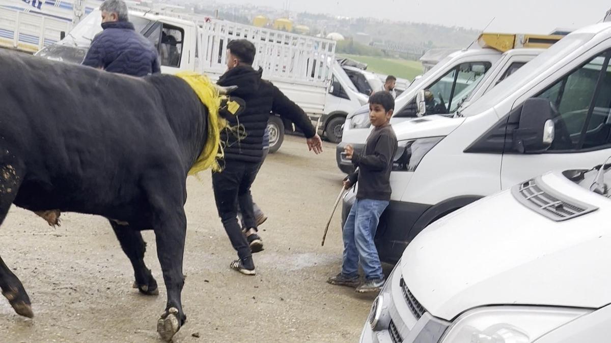 Canlı hayvan borsasında kaçan boğa paniğe neden oldu; o anlar kamerada