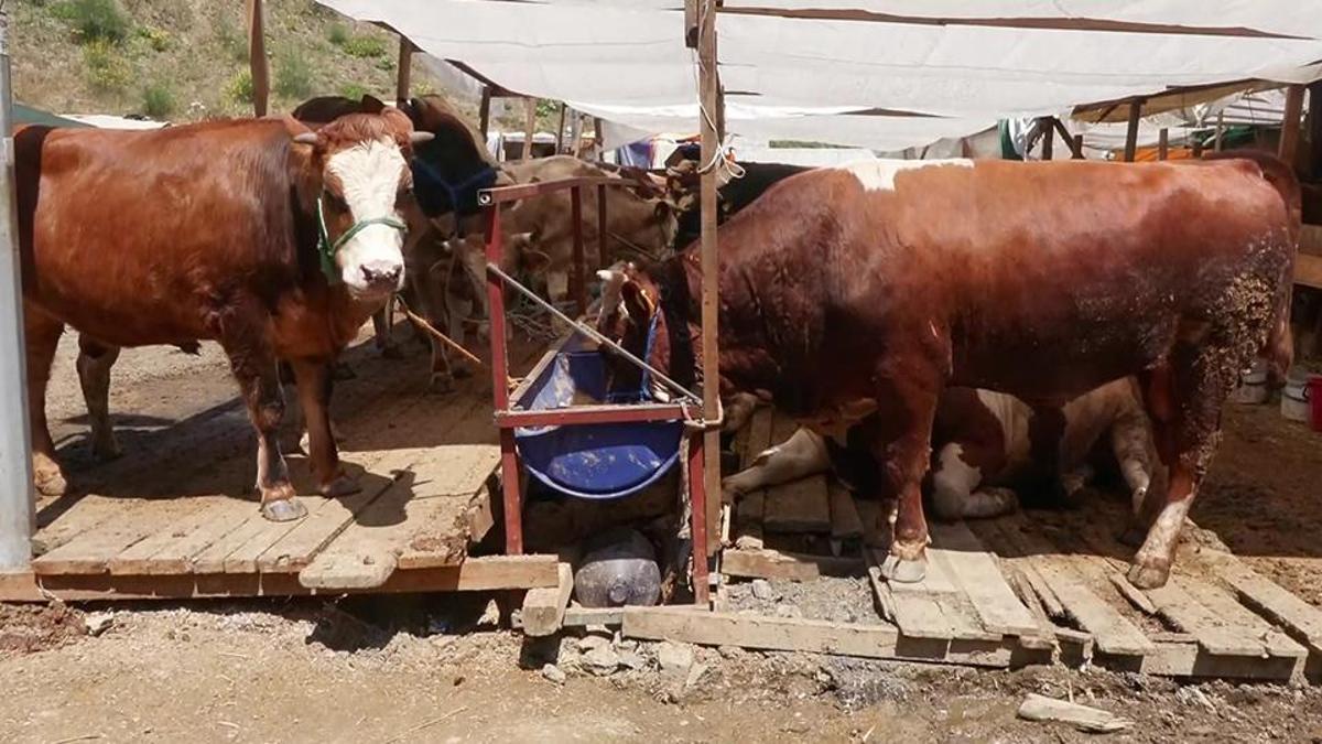 Kurbanlık fiyatları ve satışlar nasıl?