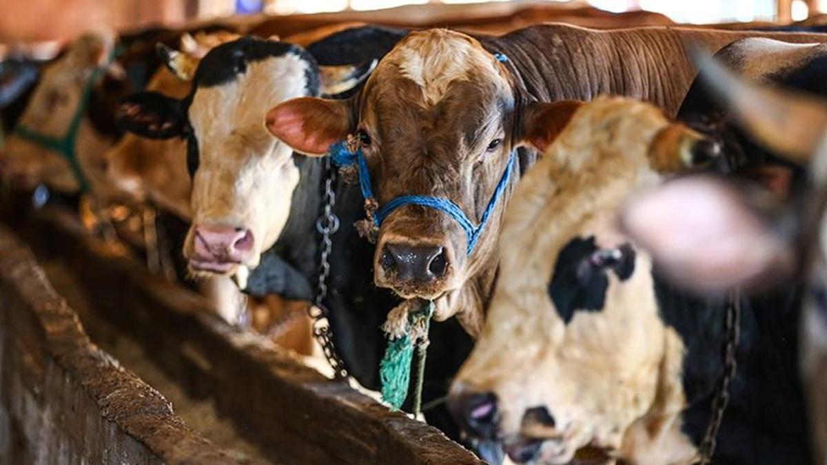 SON DAKİKA HABERİ: Bakan Yumaklı duyurdu: Satılamayan kurbanlıkları Et ve Süt Kurumu alacak